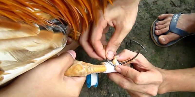 Gà đá cựa sắt cần phải được huấn luyện từ nhỏ Gà đá cựa sắt cần phải được huấn luyện từ nhỏ